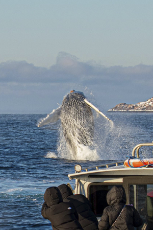морские прогулки за китами в териберке